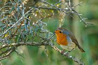 Robin in sea buckthorn on Schiermonnikoog