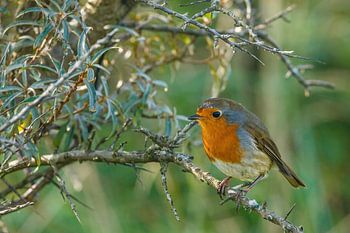 Rotkehlchen im Sanddorn auf Schiermonnikoog