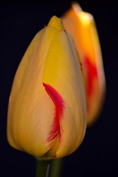 A flower of a yellow tulip