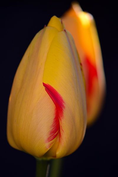 Een bloem van een gele tulp van Gerard de Zwaan