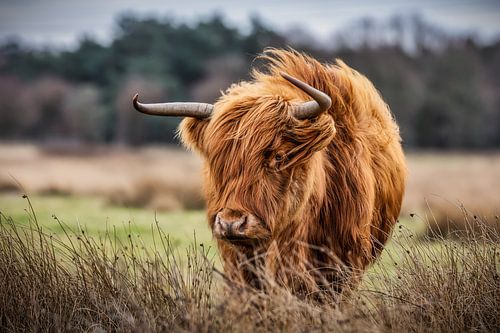 Scottish Highlander in the storm