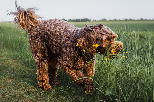 A Dog's Life