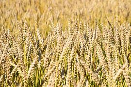 A wheat field in summer by Claude Laprise