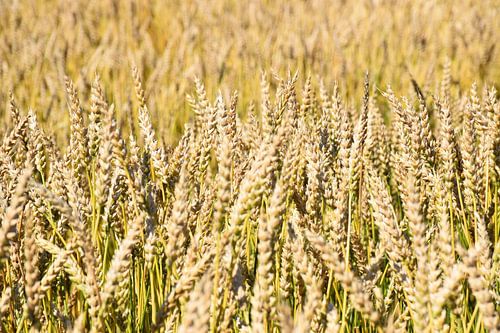 Een tarweveld in de zomer