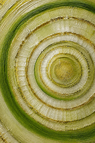 Banana Stem Cross-Section - Indonesia