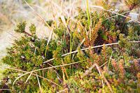 Cranberry plant