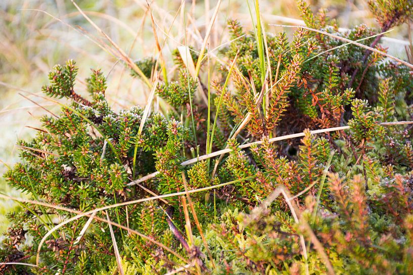 Cranberry plant von Mark Scholten