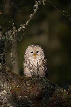 Ural Owl ( Strix uralensis ) perched in an old tree, first morning light, looks wise, most beautiful