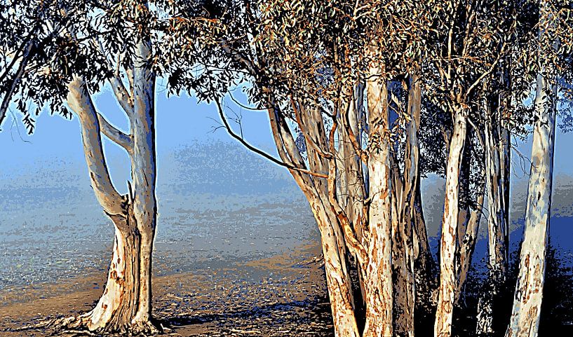 Eukalyptus Bäume im Morgenlicht mixed media von Werner Lehmann