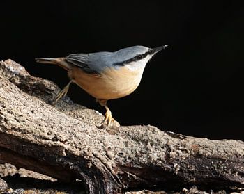 nuthatch