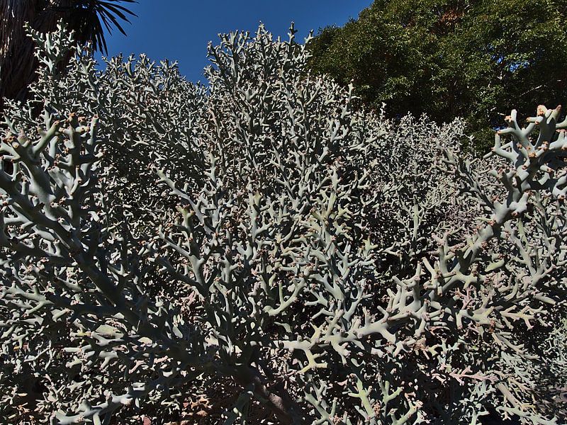 Euphorbia stenoclada van Timon Schneider