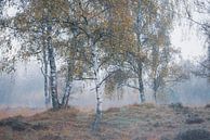 Berken bomen in de nevel van Jolanda de Leeuw thumbnail
