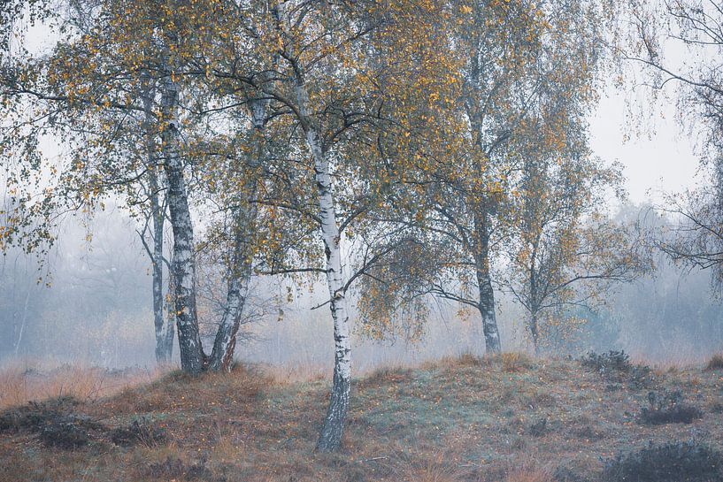 Berken bomen in de nevel van Jolanda de Leeuw