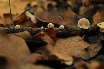 Een heel kleine paddenstoel op een heel klein takje van Charissa Oudejans