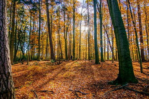 Last Leaves are falling