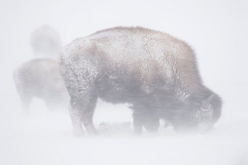 Amerikaanse Bison ( Bison bizon ) dapper een sneeuwstorm, wilde dieren, Yellowstone NP, USA in sterk