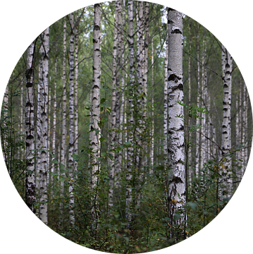 Berkenstammen in Zweeds bos van Antoon Loomans