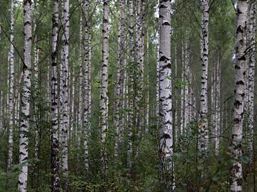 Berkenstammen in Zweeds bos van Antoon Loomans