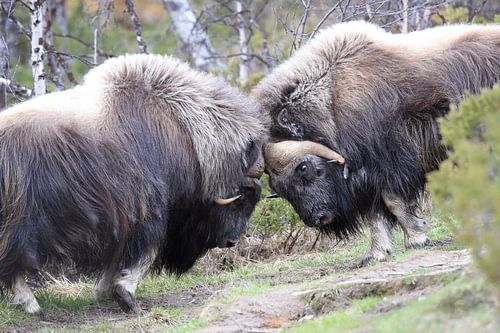 Muskusos Dovrefjell, Noorwegen