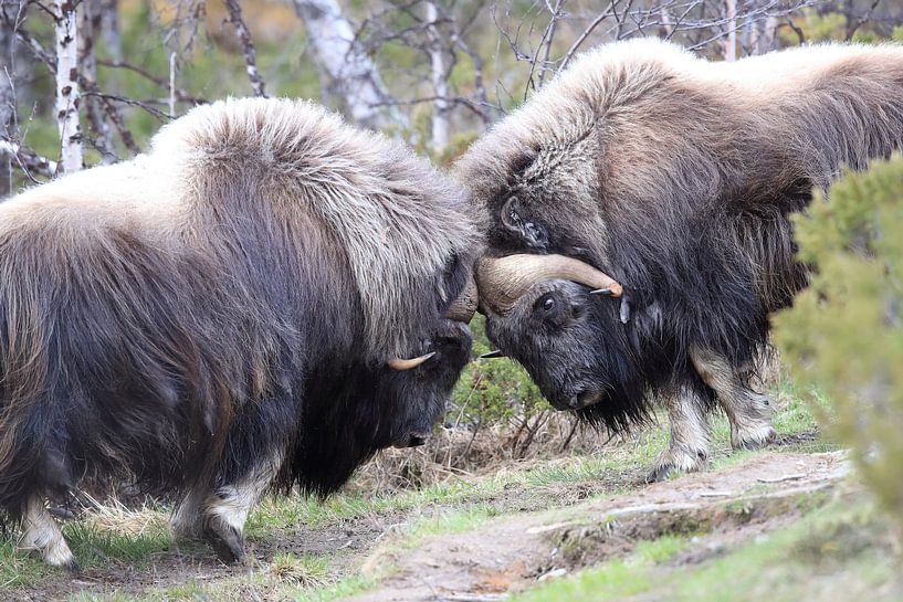 Muskusos Dovrefjell, Noorwegen van Frank Fichtmüller