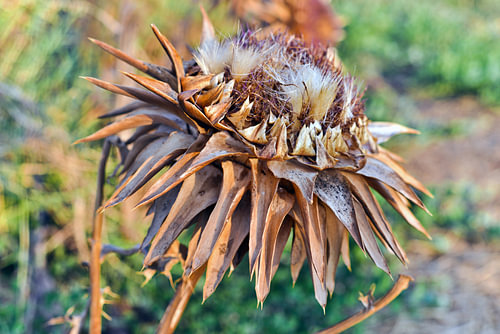 The poetry of the withering Cretan artichoke blossom