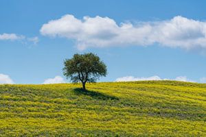 Einsamer Olivenbaum und Blumen auf dem Feld. Toskana, Italien.