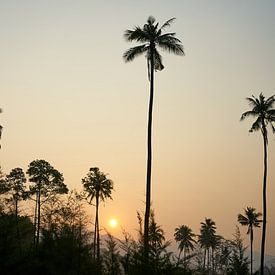 Palmen und Urwald im Sonnenuntergang, Koh Chang, Thailand von Annette Sandner