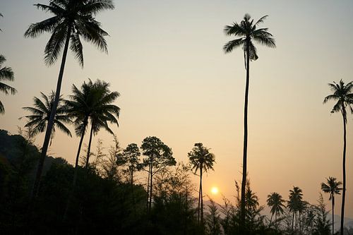 Palmbomen en jungle in de zonsondergang, Koh Chang, Thailand