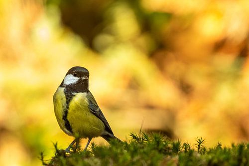 Great Tit