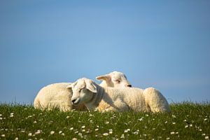 Schlafende Lämmer auf Terschelling von Marlin van der Veen