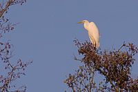 oiseaux