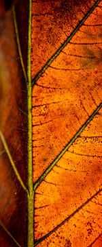 Rusty leaf
