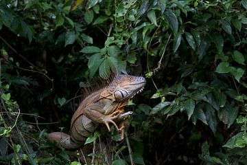 Signal orange sur Cynthia Vaders
