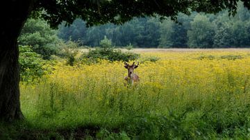 Hirsche spielen Verstecken und Suchen von BHotography