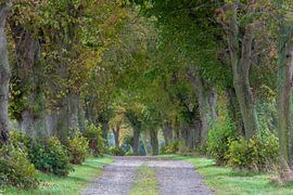 Lindenallee von Sven-Erik Arndt