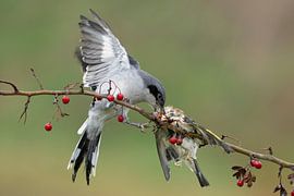 Hooded shrike with prey (Putterbill) by Rando Kromkamp Natuurfotograaf