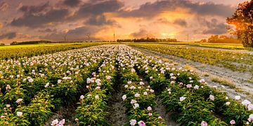 Pivoines au coucher du soleil sur René Holtslag