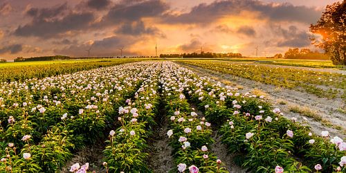 Peonies during sunset