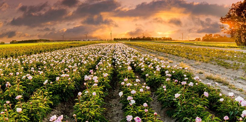 Pioenrozen tijdens zonsondergang van René Holtslag