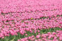 Gele kwikstaart op roze tulpen