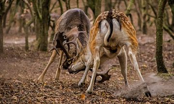 Fallow deer. by Robert Moeliker