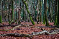 Dansende bomen Speulderbos