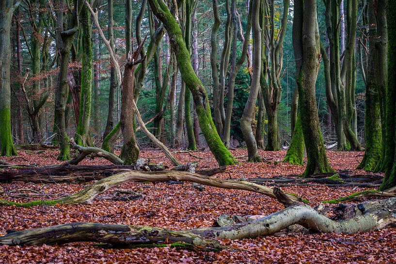 Dansende bomen Speulderbos by Mario Brussé Fotografie