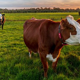 Cows in the meadow by Rob Baken