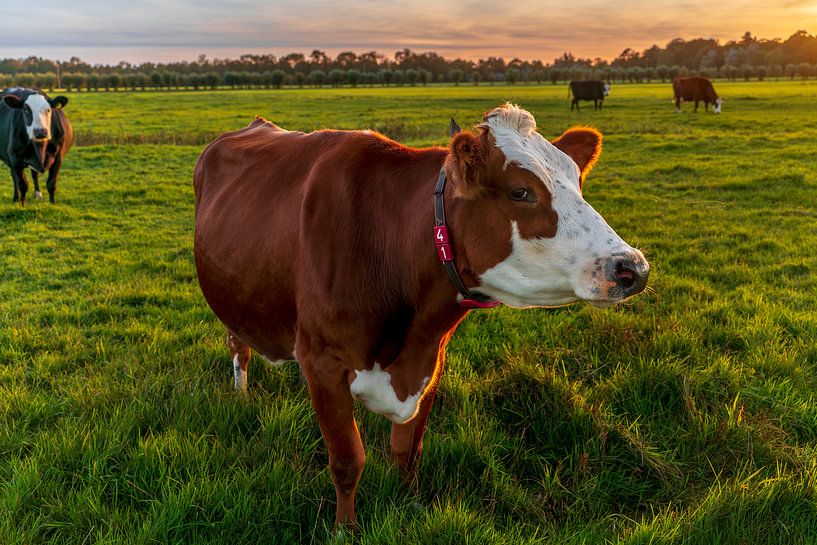 Vaches dans le pré par Rob Baken