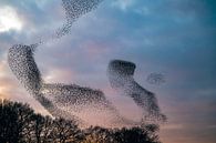 Spreeuwenwolk in de lucht tijdens zonsondergang van Sjoerd van der Wal Fotografie thumbnail