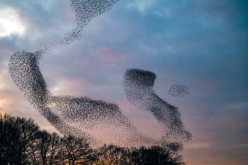 Spreeuwenwolk in de lucht tijdens zonsondergang