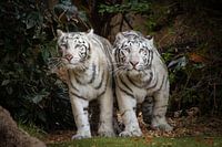 Weiße Tiger