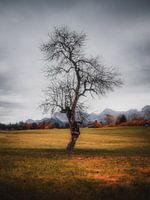 Arbre solitaire dans un paysage alpin