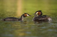 Grebe Familie mit kleinen grebes. von Francis Dost Miniaturansicht